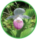 Showy Lady Slipper